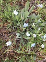 Nemophila menziesii integrifolia