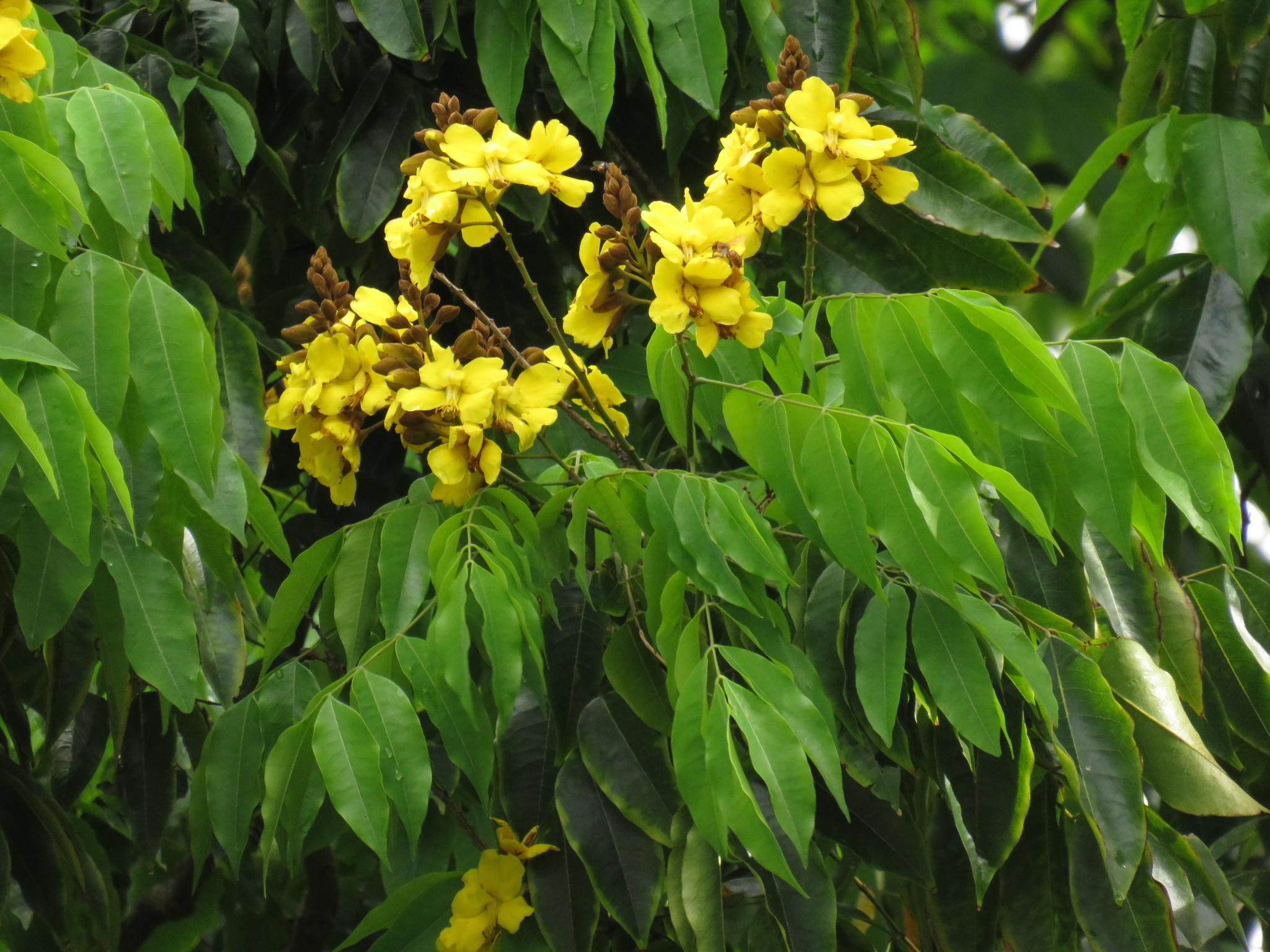 Imagem de Pau-preto, Pau-pretinho