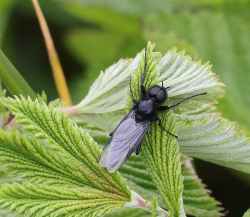 St Mark's fly