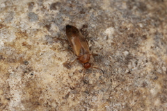 Anaspis maculata