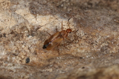 Anaspis maculata