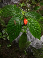 Begonia longirostris