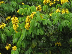 Cenostigma tocantinum