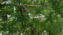 Icterus icterus