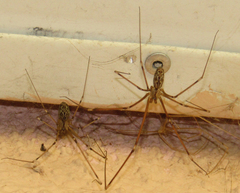 Holocnemus pluchei