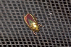 Chrysina