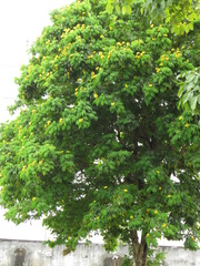 Cenostigma tocantinum