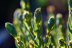 Aspalathus elliptica