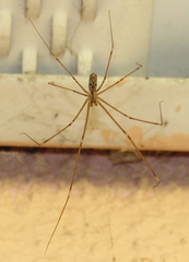 Holocnemus pluchei
