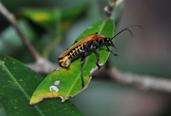 Chauliognathus faustus