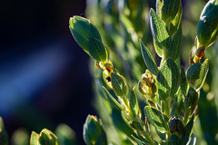 Aspalathus elliptica