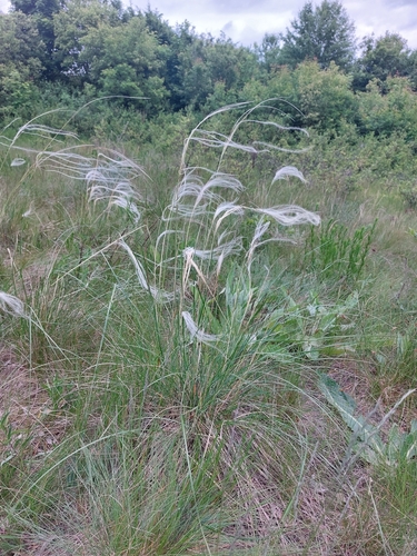 Image of Feathergrass by (c) Mykola Borysenko, some rights reserved (CC BY)