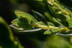 Aspalathus elliptica