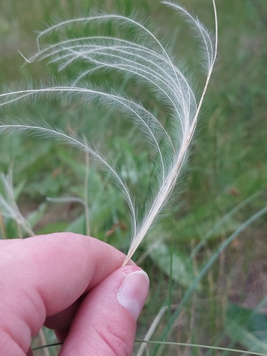 Image of Feathergrass by (c) Mykola Borysenko, some rights reserved (CC BY)