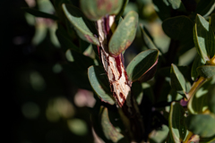 Aspalathus elliptica