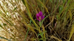 Clarkia gracilis