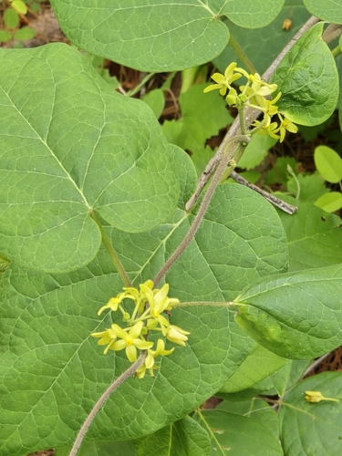 Yellow Carolina Milkvine (Matelea flavidula)