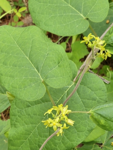 Image of Matelea flavidula by (c) Rebecca Gimenez Husted, some rights reserved (CC BY)