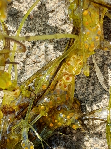 Image of Nitella capillaris by (c) Andre Hosper, some rights reserved (CC BY)
