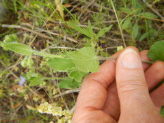 Matelea cynanchoides
