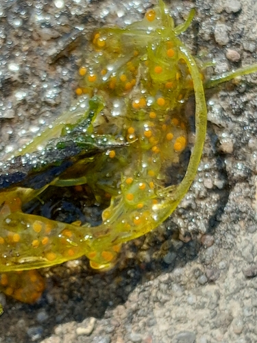 Image of Nitella capillaris by (c) Andre Hosper, some rights reserved (CC BY)