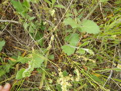 Matelea cynanchoides