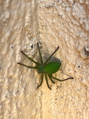 Micrommata
