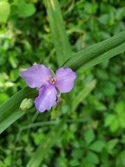 Tradescantia subaspera