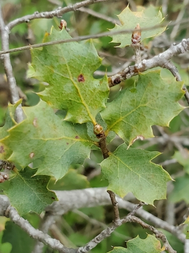 Quercus berberidifolia × john-tuckeri
