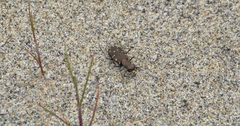 Cicindela oregona oregona