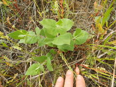 Matelea cynanchoides