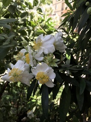 Carpenteria