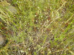 Spermolepis echinata
