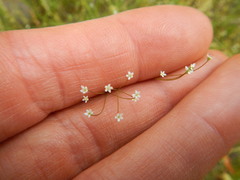 Spermolepis echinata