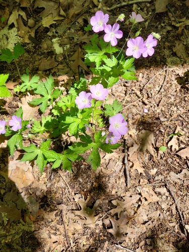 Cranesbill