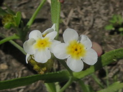 Plagiobothrys scouleri