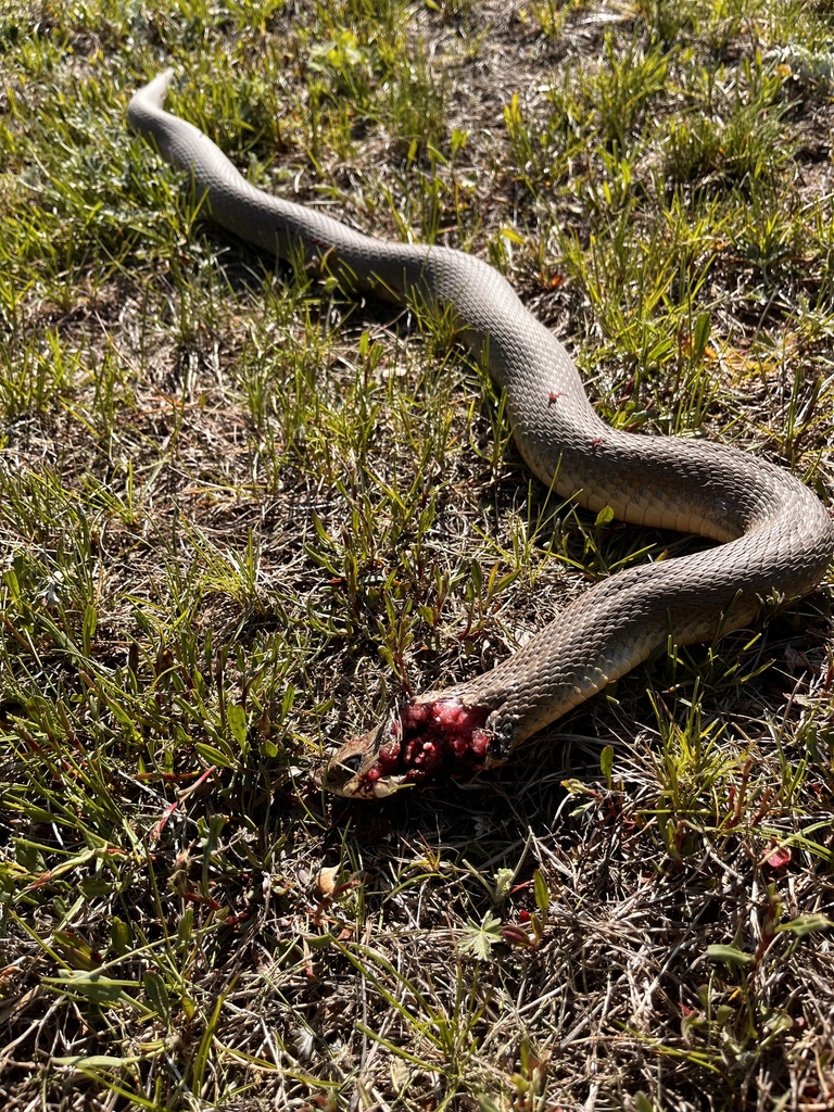 Eastern Hognose Snake from Blomgren Rd, Siren, WI, US on May 5, 2024 at ...