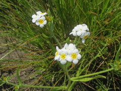 Plagiobothrys scouleri