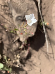 Clarkia epilobioides