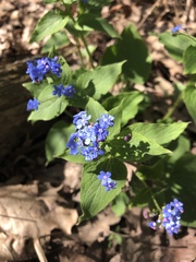 Brunnera macrophylla