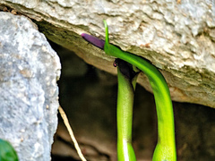 Arum dioscoridis