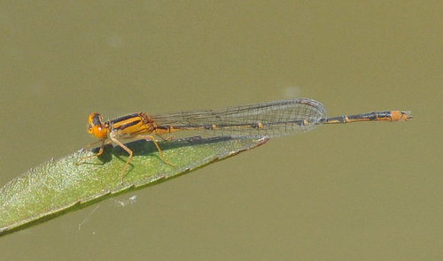 Orange Bluet