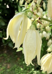 Yucca louisianensis