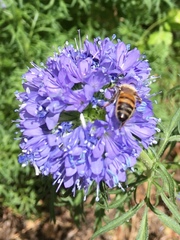 Apis mellifera