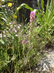 Castilleja densiflora densiflora