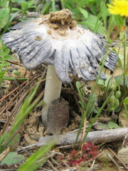 Coprinus xerophilus