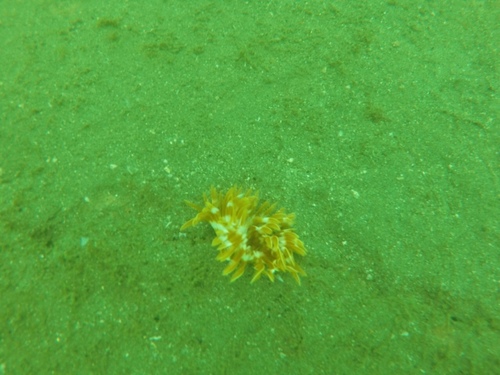 Sabellastarte spectabilis