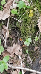 Bombus