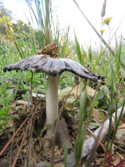 Coprinus xerophilus