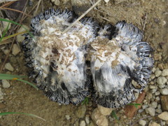 Coprinus xerophilus